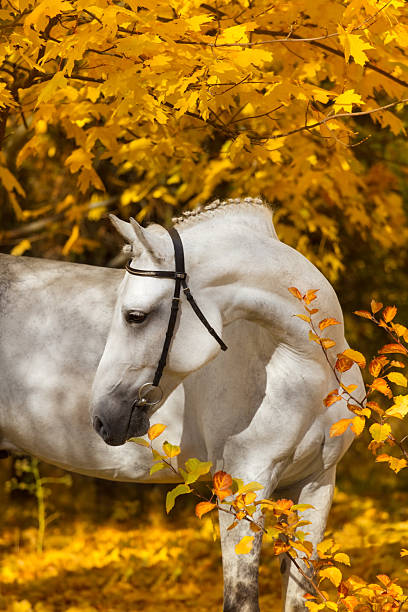 istock Horse in autumn park 510490730