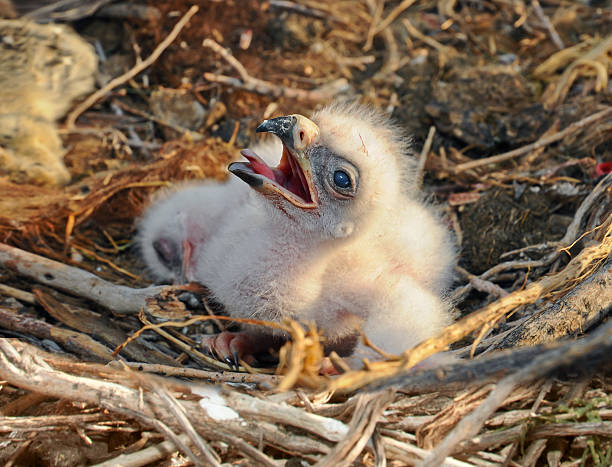 small nestling in the nest stock photo