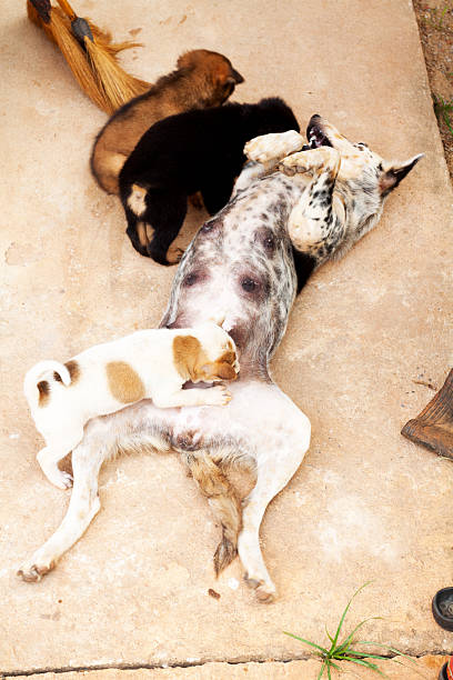 istock Sucking baby dog 510491163