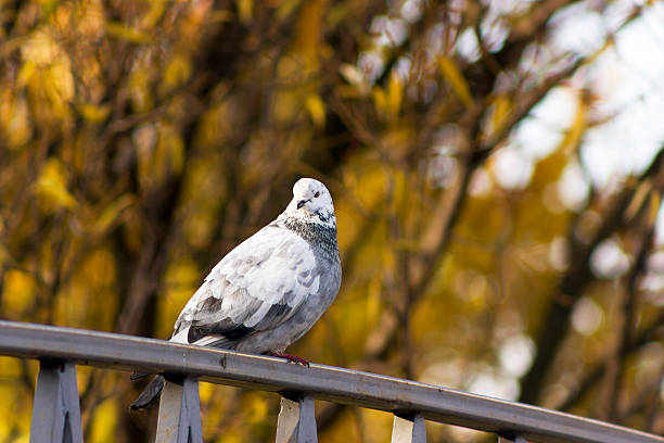 istock Columba livia (where) 510491320