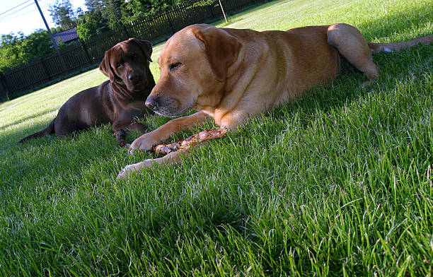 istock labrador in the garden 510491414