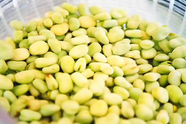 Blanched gourgane broad beans