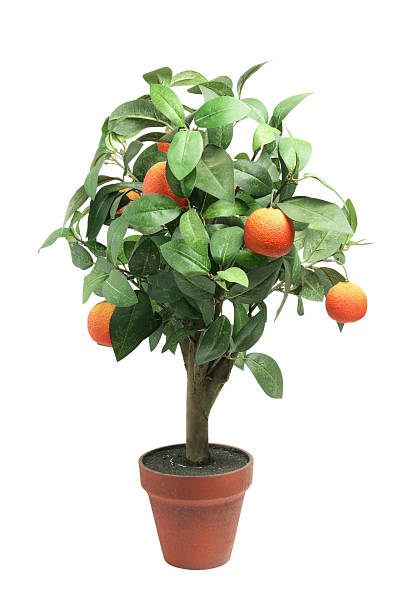 istock Tangerine Plant 510491719
