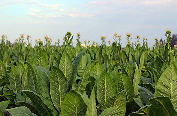 istock growing tobacco on a field 510491797