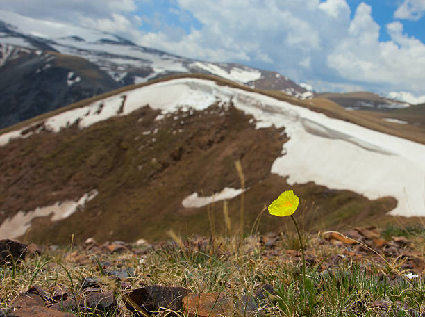 istock Papaver alpinum 510491810