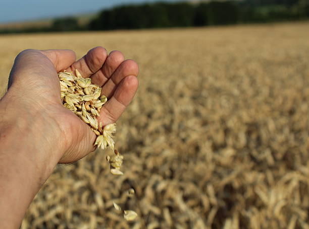 istock Wheat Grain in Hand 510491975