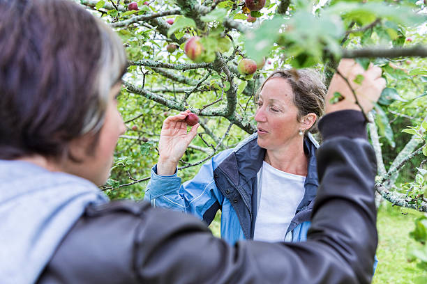istock Mother and Daughter Pick Apples 510491989