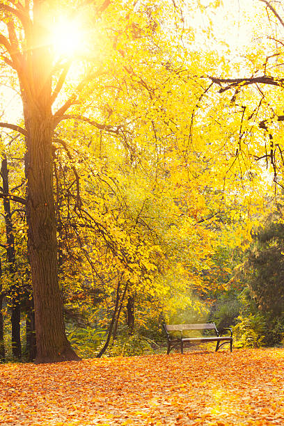 istock Autumn a park bench in Hungary 510492131