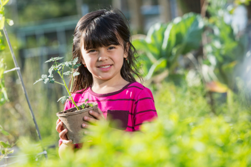 Little girl (5 years, mixed race, Hispanic) holding seedling in garden.