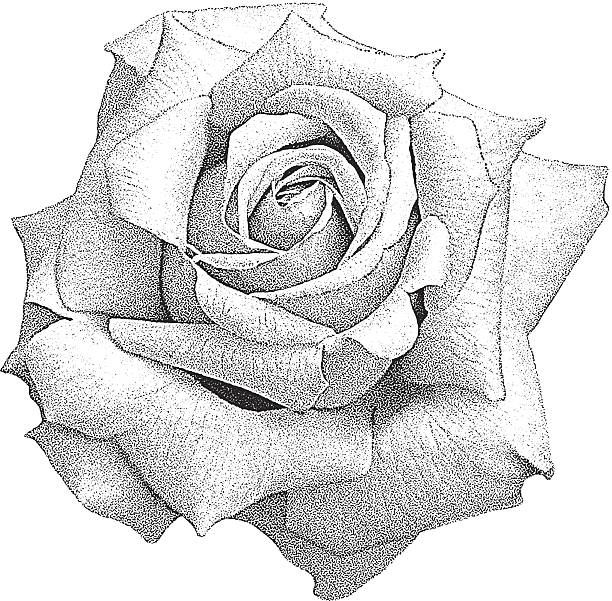 Rose Isolated On White Stipple illustration of a Peace Rose.  english rose stock illustrations