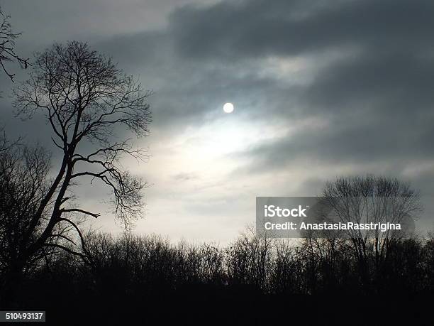 Mysterious Forest Stock Photo - Download Image Now - Backgrounds, Beauty In Nature, Bizarre