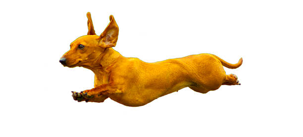 cane super! - pets dachshund dog running foto e immagini stock