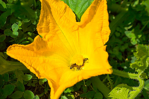 Pumpkin flower with bees