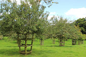 cider-apple-orchard-garden-im-sommer-blauer-himmel.jpg?b=1&s=170x170&k=20&c=nuPtOOQCKmE83vgGBJK9M1eT-P43mLKC_o-Piysm-LY=