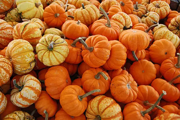 Harvest of mini pumpkins