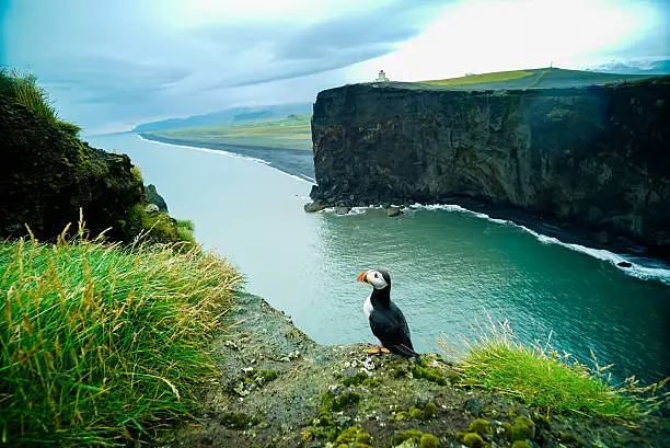 Puffin in mist on cliffs at Vik, Iceland