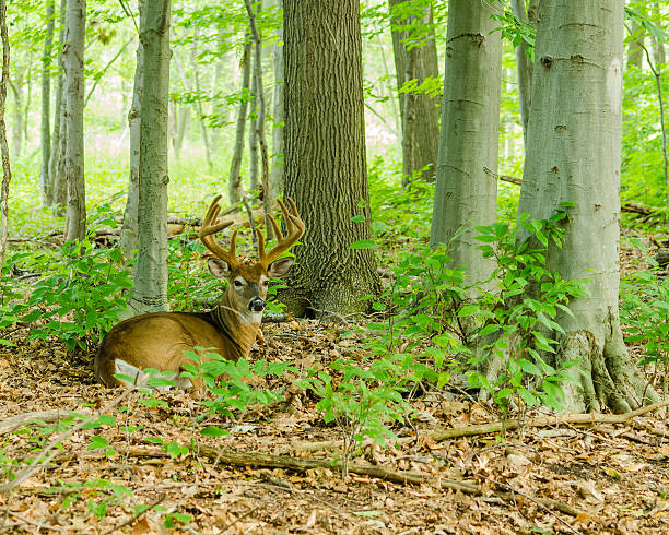 istock Whitetail Deer Buck In Velvet 510514233