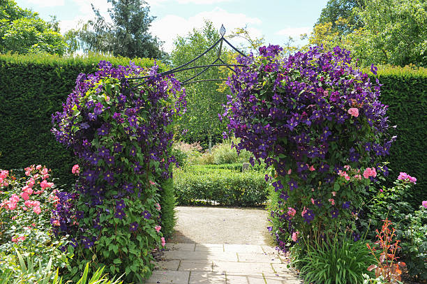 jardines en rosemore, torrington,, en devon (inglaterra, reino unido - clemátide fotografías e imágenes de stock