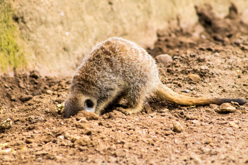 Adult Meerkat (Suricata suricatta), digging food from the ground.