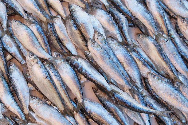 Fresh sardines on ice