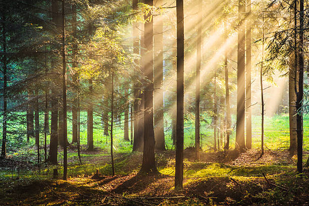 istock Autumn Forest - Morning Sun Rays XXXL image 510516559