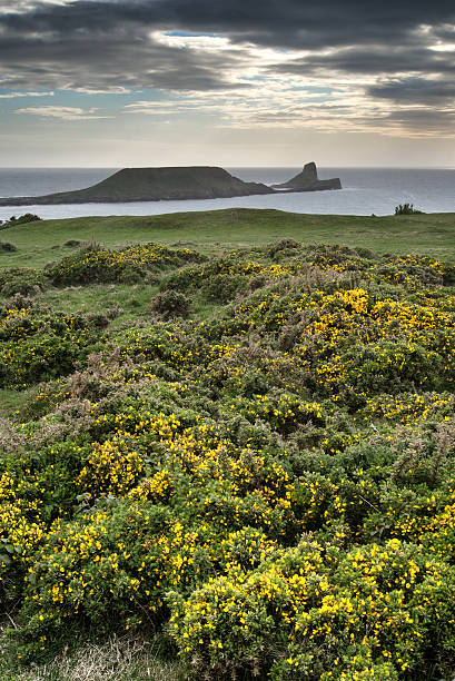 Summer landscape of Worm's Head and Rhosilli Bay in Wales Summer landscape Worm's Head and Rhosilli Bay in Wales rhossili bay stock pictures, royalty-free photos & images