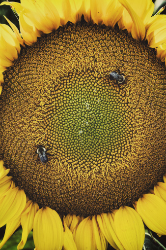 Honey bees work to pollenate a large Sunflower.