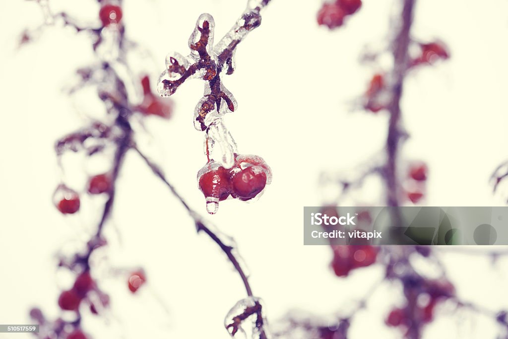 Winter frozen branch Berry Stock Photo