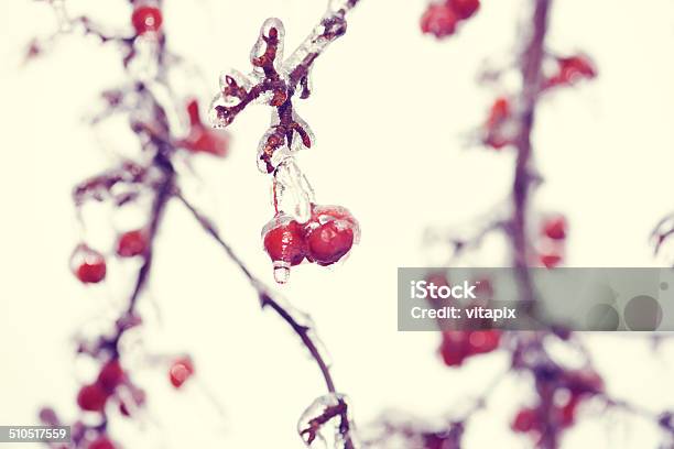 Winter Frozen Branch Stock Photo - Download Image Now - Berry, Berry Fruit, Botany