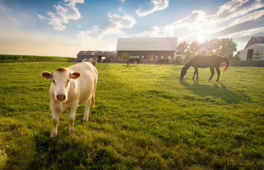 Cow in the sunlight in a farm scene.