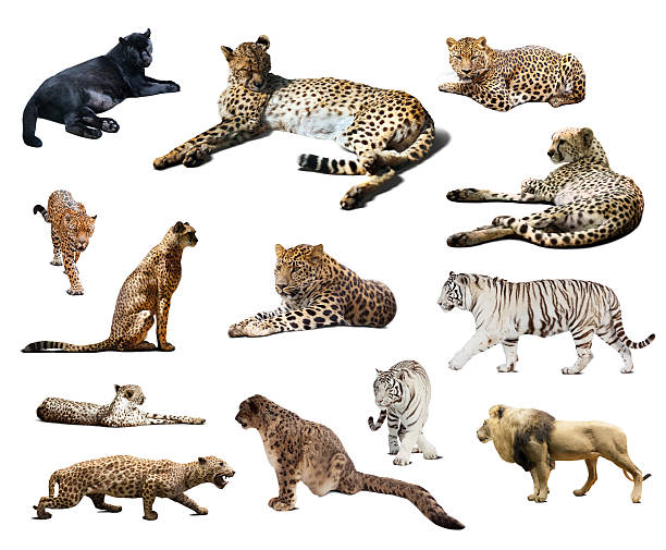 istock Set of Cheetah and other  wildcats. Isolated over white 510518507
