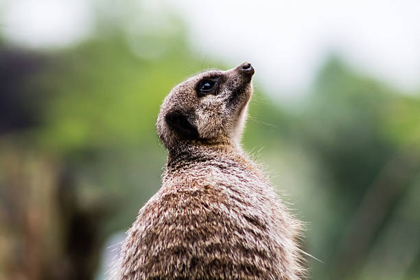 istock Adult Meerkat 510518953