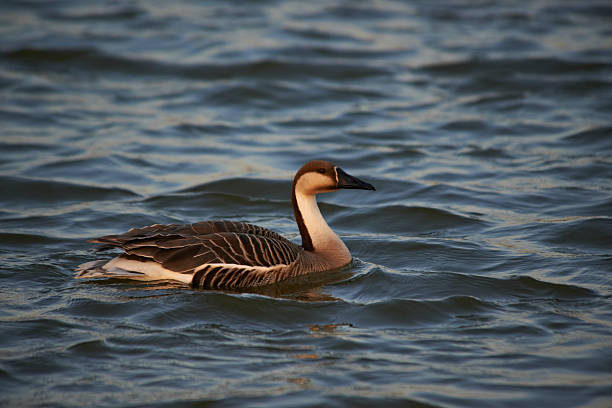 Swan Goose (anser cygnoides) Swimming chinese goose stock pictures, royalty-free photos & images