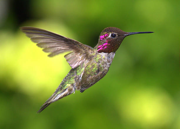 istock Hummingbird in Flight, Green Blurred Background 510535445