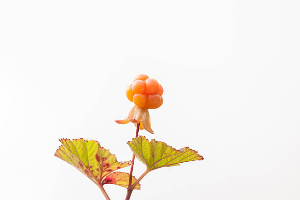Ripe Rubus chamaemorus (also known as multe, mulberry, cloudberry, bakeapple, knotberry, knoutberry, aqpik, low-bush salmonberry, averin or evron) found in the mountains of Norway in August. Shallow DOF.