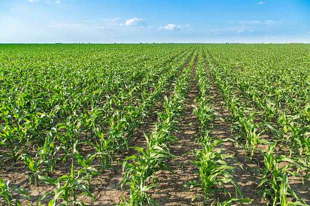 istock Growing corn field, green agricultural landscape 510536277