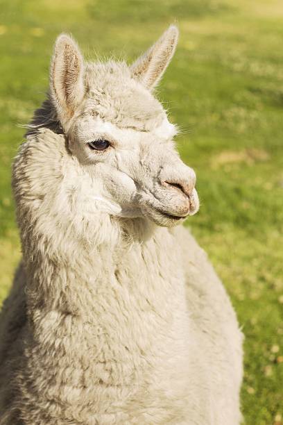istock Close up of lama, Arequipa, Peru 510536701