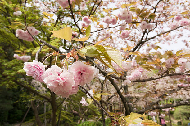 istock Close-up of sakura flower petals. 510536895