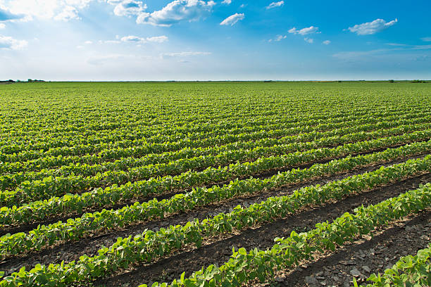 istock Soybean field ripening at spring season, agricultural landscape 510537253