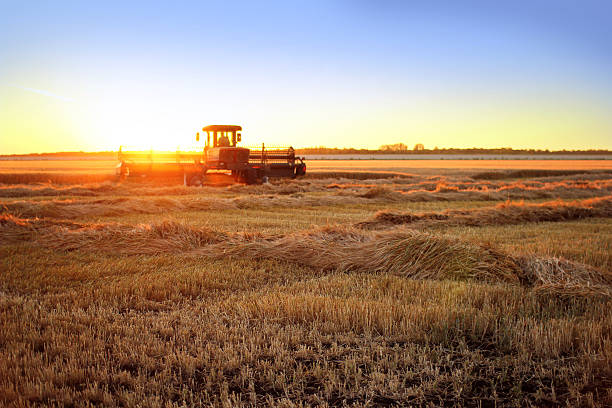 harvest - manitoba fotografías e imágenes de stock