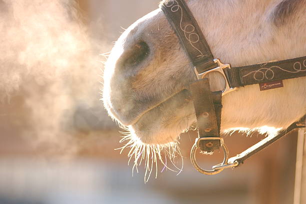 breathing horse nose closeup breathing horse nose closeup horse family photos stock pictures, royalty-free photos & images