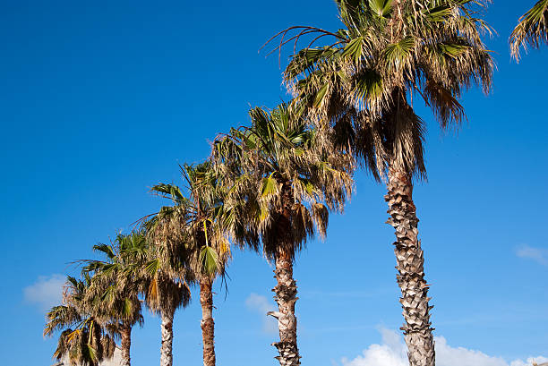пальмы в ряд - royal naval dockyard стоковые фото и изображения