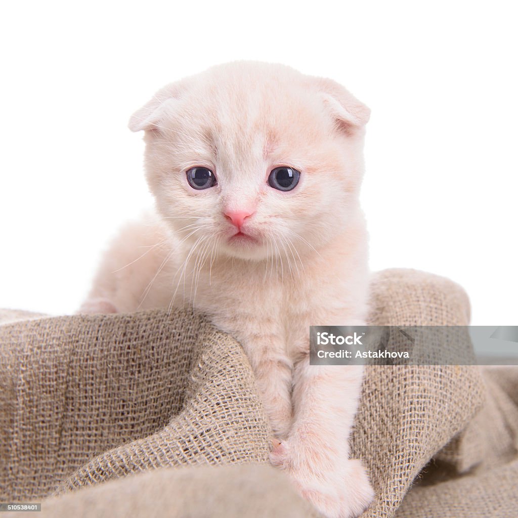 small Scottish kitten small Scottish kitten isolated on white background Animal Stock Photo