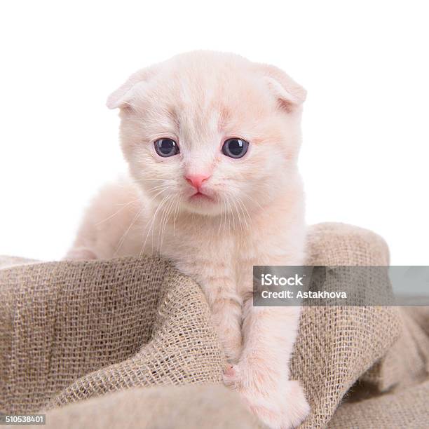 Small Scottish Kitten Stock Photo - Download Image Now - Animal, Animal Body Part, Animal Eye