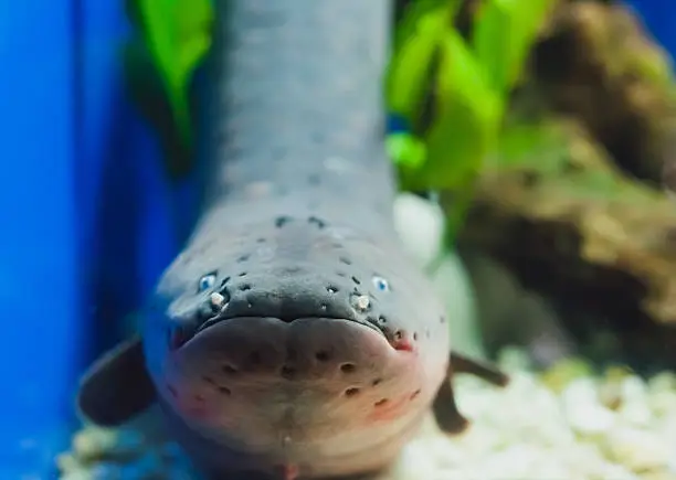 Fish in Saltwater, Variety of Scenes