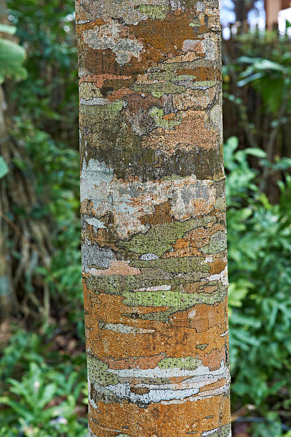 istock Tree Trunk With Colorful Bark 510539951