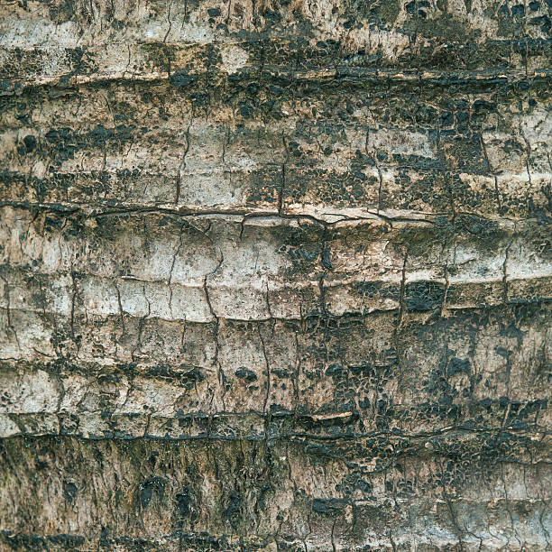 istock Closeup background of Tree bark texture 510540143