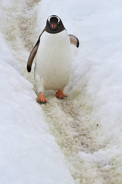 istock Gentoo penguin who goes on the trail spring day 510540491