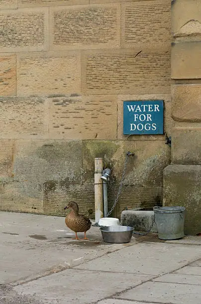 Mallard Duck at dog watering station