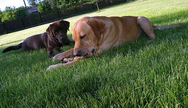 istock labrador in the garden 510561608